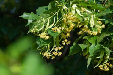 Yazın açan ıhlamur ağacı