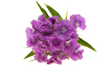 Beyaz arka planda Çin karanfili