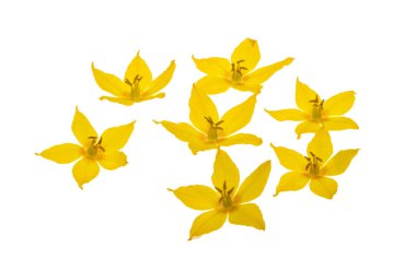 loosestrife flower isolated on white background
