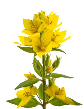 Gevşek çiçek beyaz arka planda izole