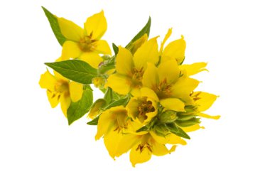 Gevşek çiçek beyaz arka planda izole