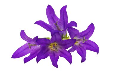 Beyaz arka plan üzerinde izole çan çiçeği çiçek