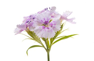 Uzun ömürlü karanfil beyaz arkaplanda izole edilmiş