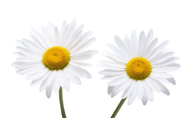 Büyük güzel papatya çayı beyaz arkaplanda izole edilmiş.