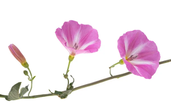 Цветок Сорняков Белом Фоне — стоковое фото