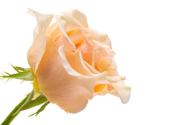 Ροδάκινο Χρώμα Τριαντάφυλλο Απομονωμένο Λευκό Φόντο — Φωτογραφία Αρχείου