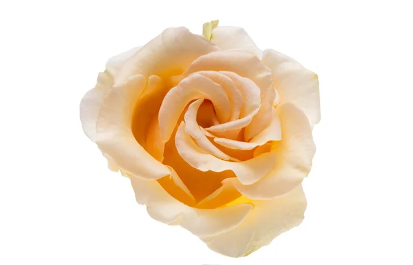 Pfirsichfarbe Rose Isoliert Auf Weißem Hintergrund — Stockfoto