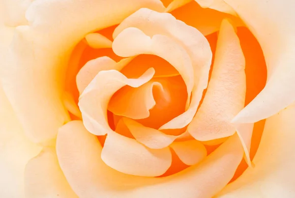 Pfirsichfarbe Rose Isoliert Auf Weißem Hintergrund — Stockfoto