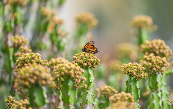 Beau Papillon Sur Cactus Fleurs — Photo