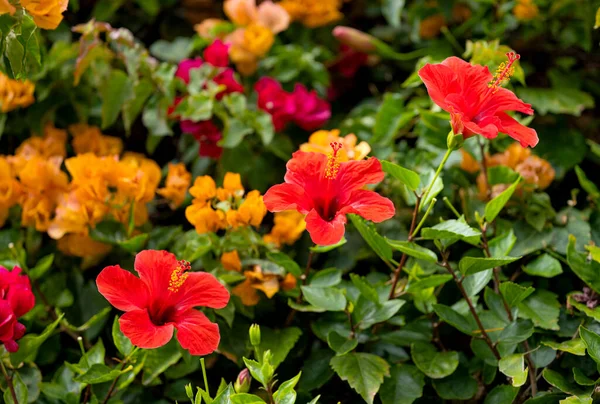 Hermosa Flor Hibisco Rojo Creciendo Lecho Flores — Foto de Stock