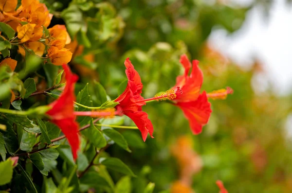 Όμορφο Κόκκινο Λουλούδι Ιβίσκου Μεγαλώνει Ένα Παρτέρι Λουλουδιών — Φωτογραφία Αρχείου