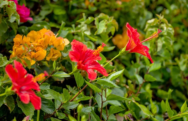 Vacker Röd Hibiskus Blomma Växer Blomma Säng — Stockfoto
