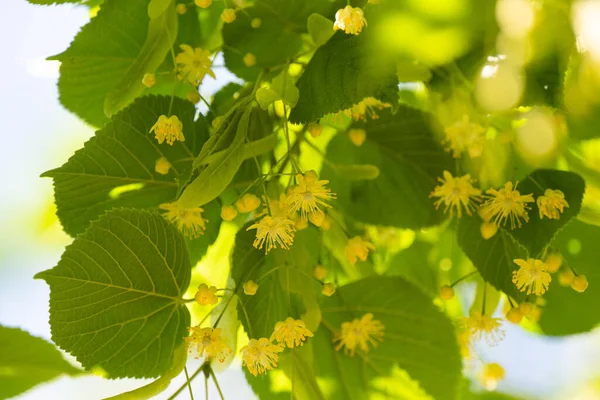 Árvore Tília Florescente Verão — Fotografia de Stock