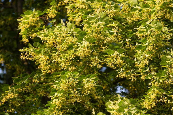 Blossoming Linden Tree Summer — Stock Photo, Image