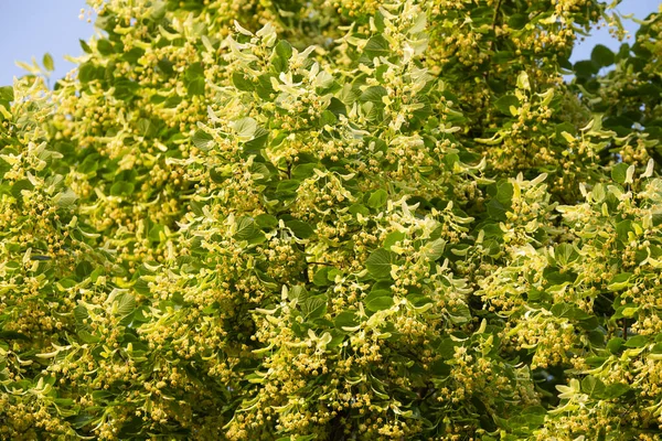 夏天开花的林登树 — 图库照片