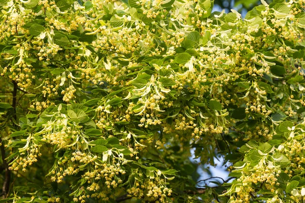 Árvore Tília Florescente Verão — Fotografia de Stock