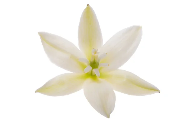 Yucca Blume Isoliert Auf Weißem Hintergrund — Stockfoto