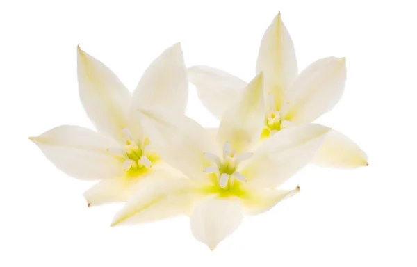 白い背景で隔離のユッカの花 — ストック写真