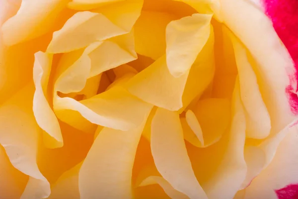 Hintergrund Einer Schönen Rose Nahaufnahme — Stockfoto