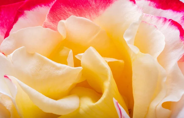 Hintergrund Einer Schönen Rose Nahaufnahme — Stockfoto