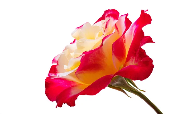 Hermosa Rosa Aislada Sobre Fondo Blanco —  Fotos de Stock