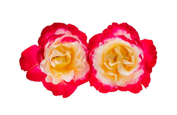 Όμορφο Τριαντάφυλλο Απομονωμένο Λευκό Φόντο — Φωτογραφία Αρχείου