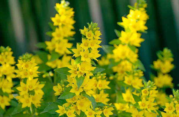 Loosestrife Flowers Growing Flower Bed — Stock Photo, Image
