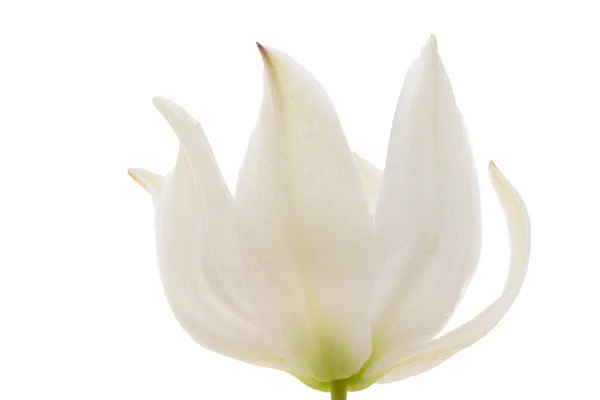 Квітка Юкки Ізольована Білому Тлі — стокове фото