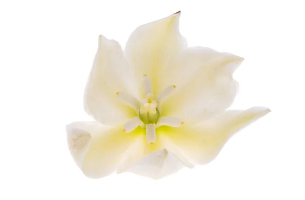 Beyaz Arka Plan Üzerinde Izole Avize Ağacı Çiçek — Stok fotoğraf