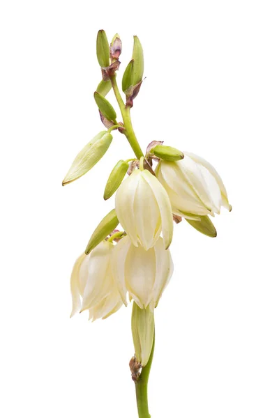 Yucca Flower Isolated White Background — Stock Photo, Image
