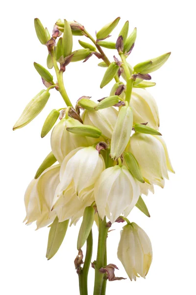 Yucca Flower Isolated White Background — Stock Photo, Image