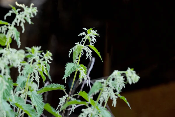 種子で屋外で成長するイラクサ — ストック写真
