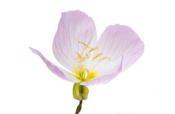 Večer Primrose Květiny Izolované Bílém Pozadí — Stock fotografie