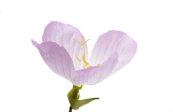 Flor Prímula Noite Isolada Fundo Branco — Fotografia de Stock