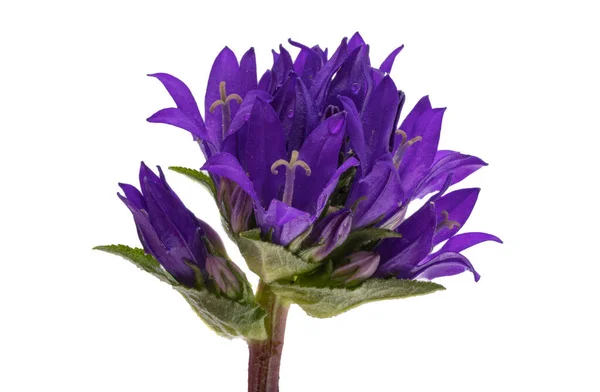 stock image Campanula flower isolated on white background
