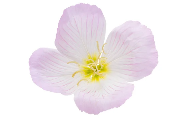 Este Primrose Virág Elszigetelt Fehér Háttér — Stock Fotó