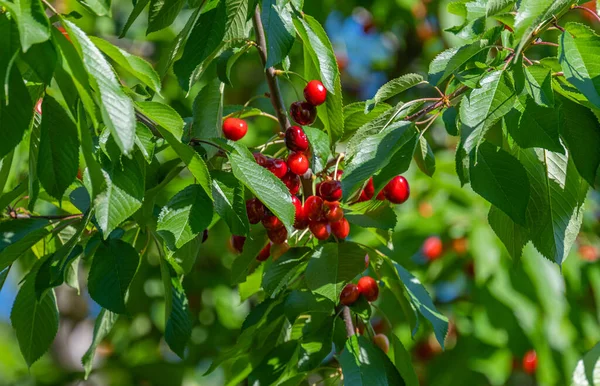 Czerwona Wiśnia Drzewie — Zdjęcie stockowe