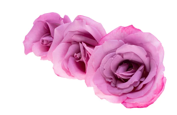 Lilac Rose Isolated White Background — Stock Photo, Image