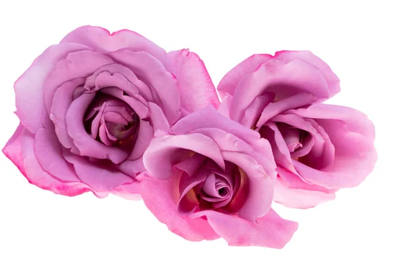Lilac Rose Isolated White Background — Stock Photo, Image