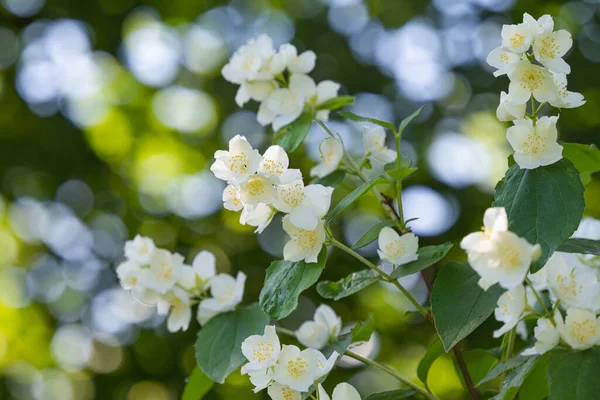 Jasmine Flowers Sunny Day Close — Stock Photo, Image