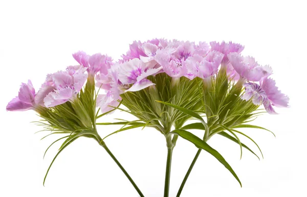 Perennial Carnation Isolated White Background — Stock Photo, Image
