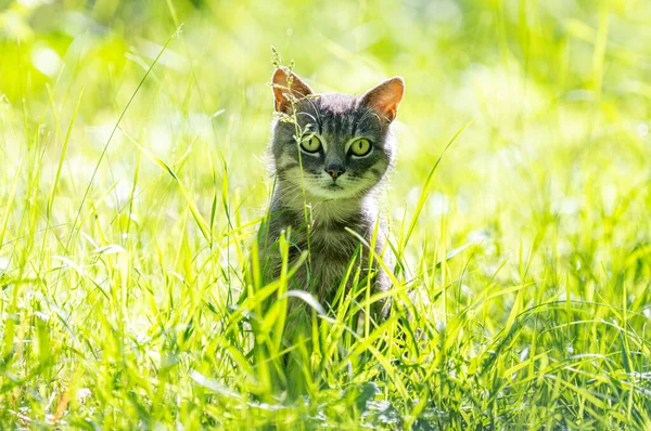 Graues Kätzchen Gras Auf Der Wiese — Stockfoto
