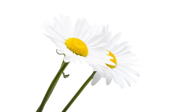 白色背景的巨大美丽的洋甘菊 — 图库照片