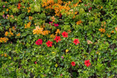 Çiçek tarhında çiçek açan güzel begonviller.