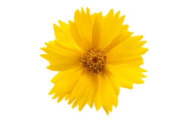 Koreopsis beyaz arkaplanda izole edildi