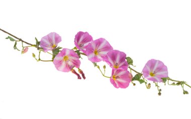 Pembe gündüzsefası beyaz arka plan üzerinde izole