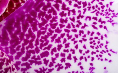 Benekli orkide çiçeği yakın plan