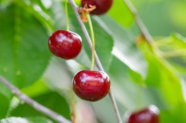 Ağaçtaki kiraz meyveleri.