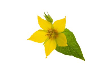 loosestrife flower isolated on white background