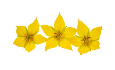 loosestrife flower isolated on white background